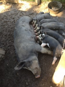 Sweetness piglets