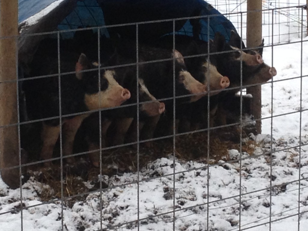 Spring in Montana looks a lot like winter in Iowa!!!